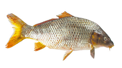 carp, river fish