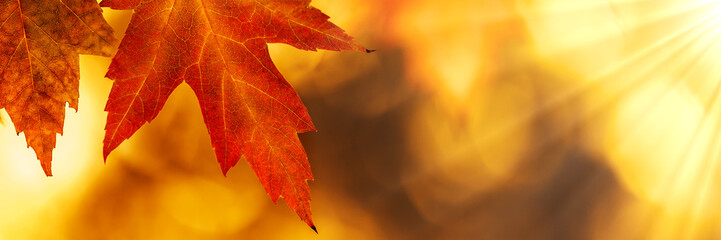 Obraz na płótnie Canvas Autumn maple leaf