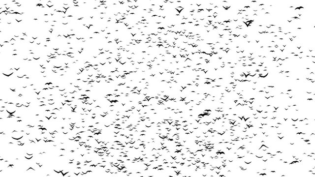 A flock of flying birds forms the grave crosses.