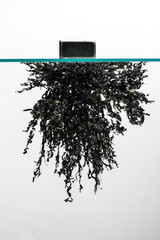 Eisenspäne im Magnetfeld © greenphotoKK