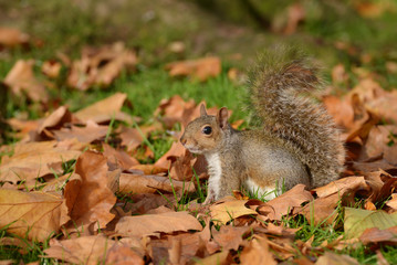 Gray Squirrel, Squirrel, Sciurus carolinensis
