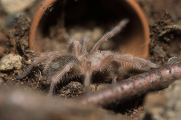 Vogelspinne 
Grammostola Rosea Sling