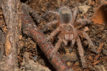 Vogelspinne 
Grammostola Rosea Sling