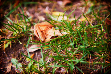 Frog hiding in the leaves
