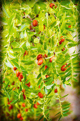 Fresh jujube fruit on branch with leaves