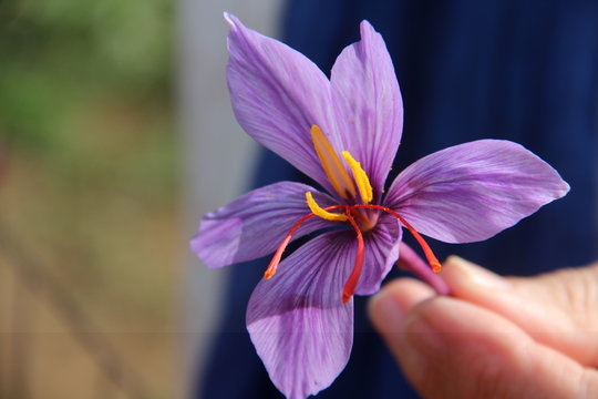 Il fiore dello zafferano