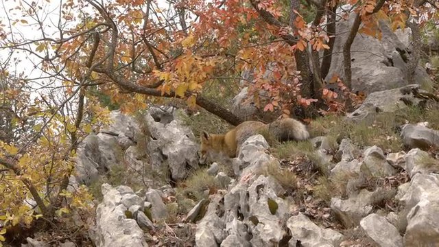  Red fox, foraging through the cracks of the rocks in the mountains   