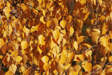 birch leaves forming a background