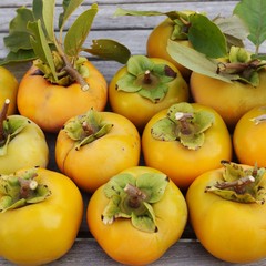 Orange persimmon kaki fruit in the fall