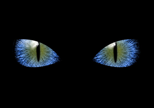 Mysterious grim blue eyes of black cat or ninja
