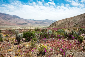 Crédence de cuisine en verre imprimé Sécheresse Flowering desert (Spanish: desierto florido) Atacama, Chile