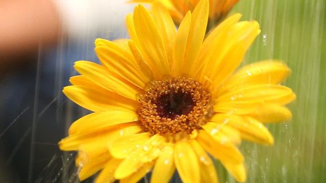Watering Gerbera Flower Macro. water falls on a gerbera flower in slow motion.

