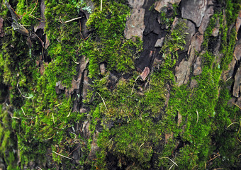green moss background
