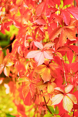 Red autumn leaves vineyard