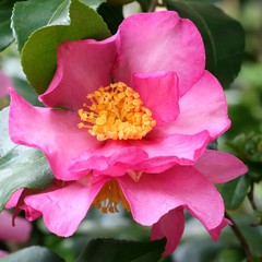 Camellia sasanqua - Camelia