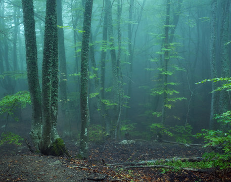 Fototapeta Trail through a mysterious dark old forest in fog. Autumn