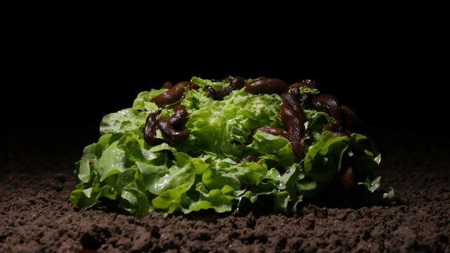 Time lapse of Spanish slugs feeding on a lettuce at night