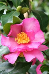Camellia sasanqua - Camelia