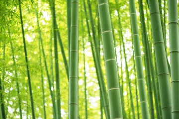 Peel and stick wall murals Bamboo bamboo forest