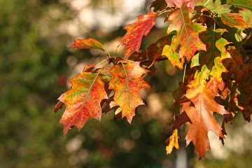Naklejka na ściany i meble Colorful autumn oak leaves