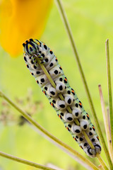 Papilio machaon caterpillar