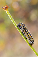 Papilio machaon caterpillar