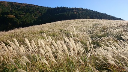 すすき野原