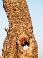 Fototapeta premium Hohler Baum