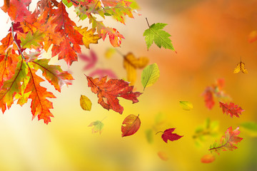 Colorful autumnal background with leaves