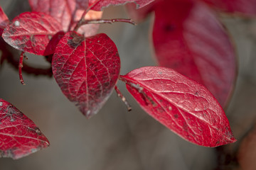 Red leafs with great texture in closeup during autumn