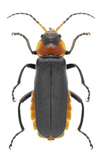 Beetle Cantharis fusca