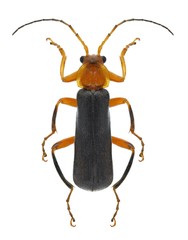 Beetle Cantharis lateralis