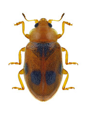 Beetle Coccidula scutellata