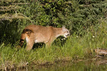 Abwaschbare Fototapete Puma Knurrender Berglöwe