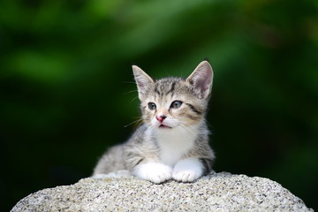 Cute Kitten