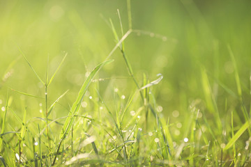soft focus of green leaf for background. slightly soft due to bi