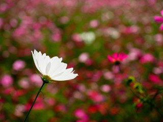コスモス