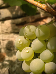 Stack of green grapes