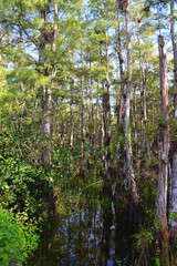 Florida Everglades!