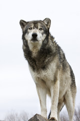 Wolf with White Background