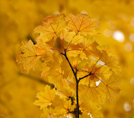 Autumn Glow. A group of autumn leaves are surrounded by a tree of autumn leaves. The colours add and the sum is a lovely autumn glow.