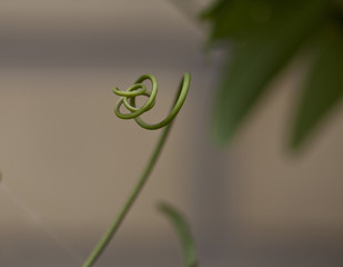 Single Tendril. A passion fruit vine has a tendril that has found nothing to latch onto and has wound itself up in a mess of a spring.