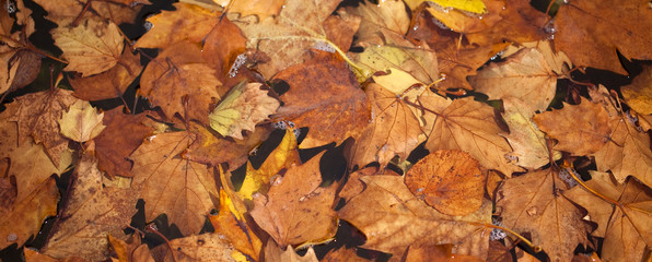 Leaves in Water. Autumn leaves cluster together in the corner of a fountain. The water and the lights all work together to emphasise the strength of the autumn colours.