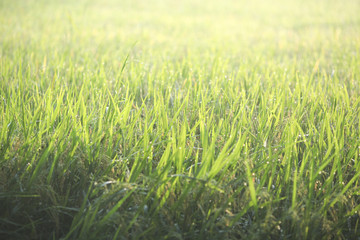 soft focus of green leaf for background. slightly soft due to bi