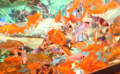 goldfish in an aquarium for sale in the pet store