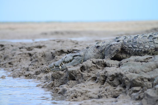 Florida Crocodile