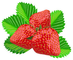 Strawberry, isolated on white, vector