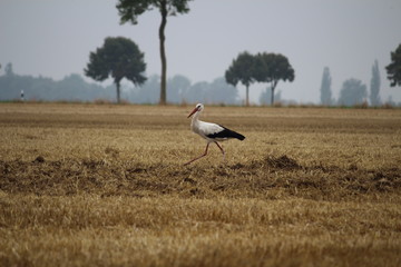 Storch