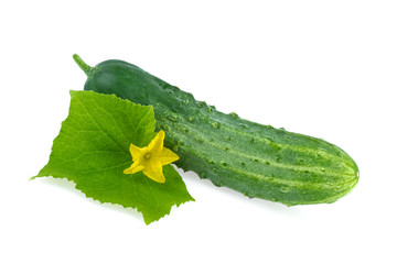 Cucumber with Leaf and Flower Organic Plant