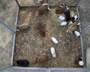 metal cage with many rabbits
